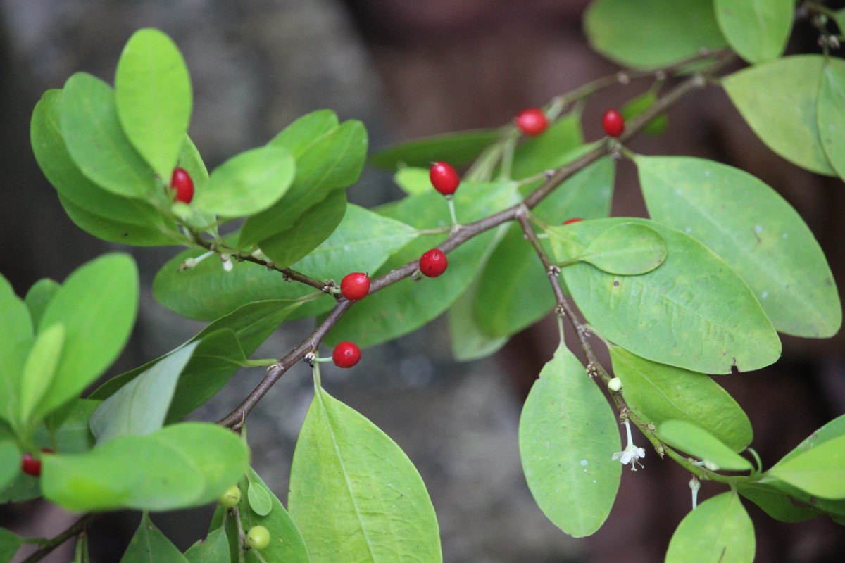 Erythroxylum novogranatense (D.Morris) Hieron.